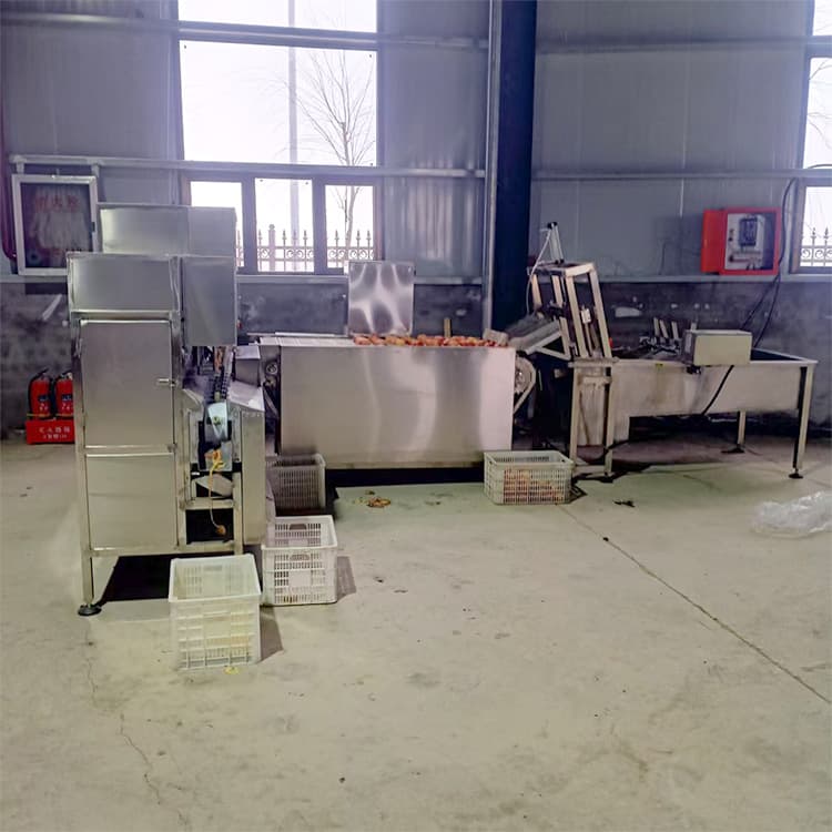 ვაშლის და მსხლის ავტომატური სარეცხი, გამთლელი და გულის ამომღები სამრეწველო კონვეიერული მანქანა – 600–800 კგ/სთ წარმადობა